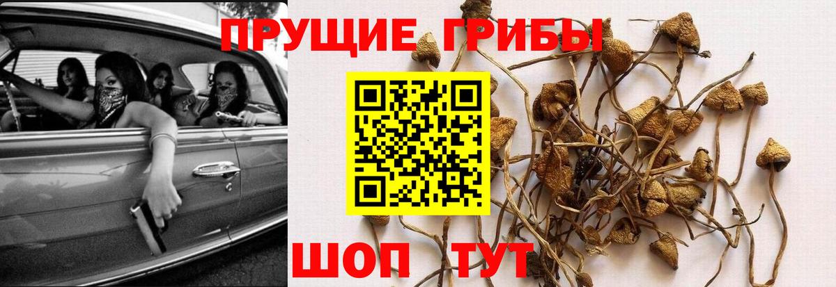 Псилоцибиновые грибы Cubensis Миасс